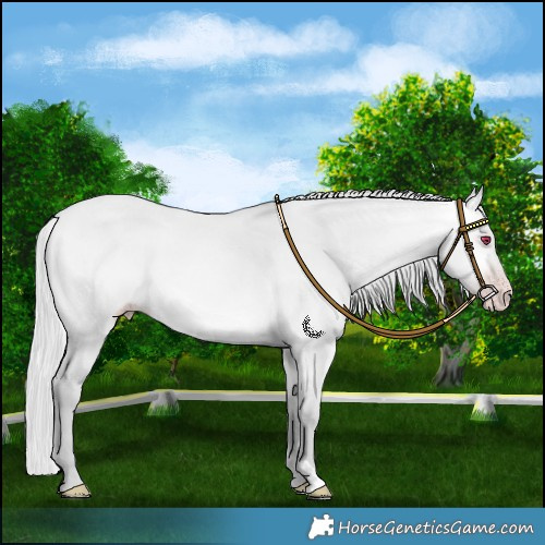 Horse Color:Platinum Silver Sable Cream Champagne Chinchilla Dun