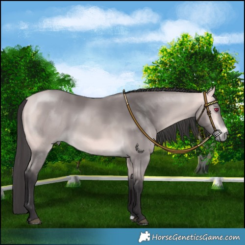 Horse Color:Platinum Buckskin