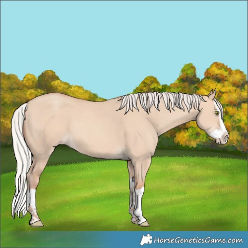 Horse Color:Silver Amber Champagne Dun Splash 