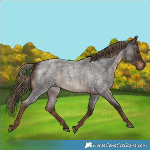 Horse Color:Liver Red Roan Rabicano 