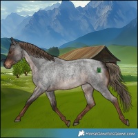 Horse Color:Liver Red Roan Rabicano