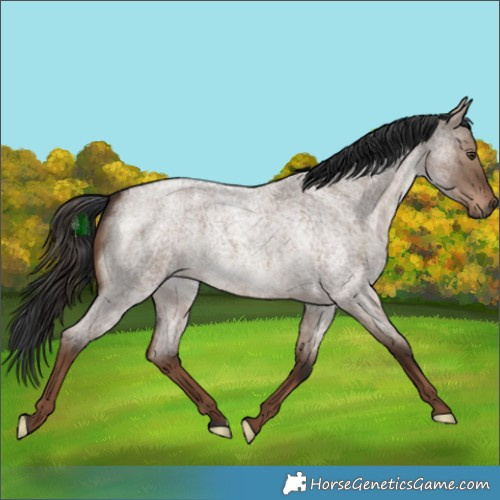 Horse Color:Liver Red Dun Roan 