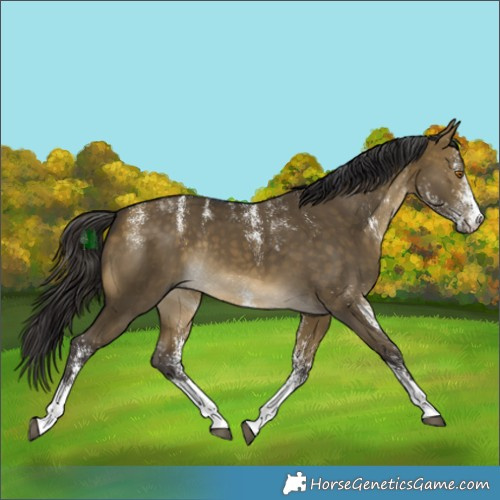 Horse Color:Powder White White Spotted Buckskin Dun Rabicano 