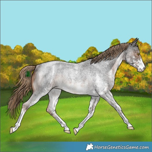 Horse Color:White Spotted Liver Red Roan Rabicano 