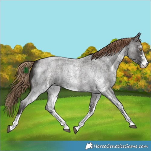 Horse Color:White Spotted Liver Red Roan 