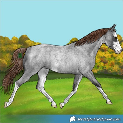 Horse Color:White Spotted Liver Red Roan Rabicano 