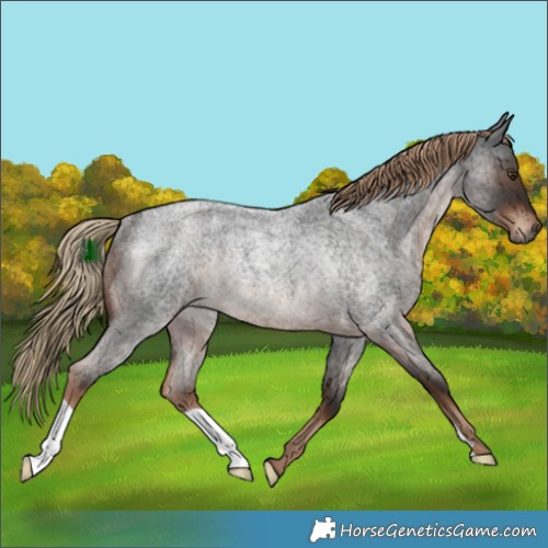 Horse Color:Liver Red Roan Rabicano