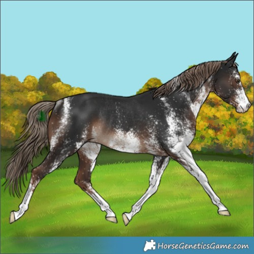 Horse Color:White Spotted Liver Chestnut Rabicano