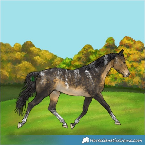 Horse Color:Powder White Buckskin Rabicano 
