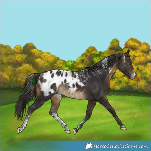 Horse Color:Powder White Buckskin Appaloosa Rabicano 