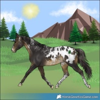 Horse Color:Powder White Buckskin Appaloosa Rabicano 