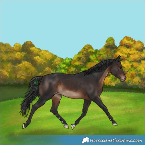 Horse Color:Brown Appaloosa Rabicano 