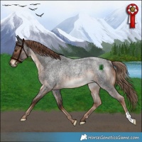 Horse Color:Liver Red Roan Rabicano 