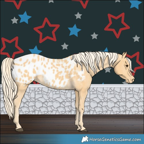 Horse Color:Palomino Appaloosa 
