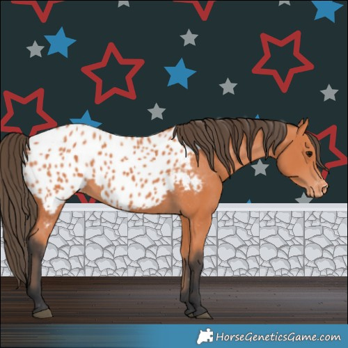 Horse Color:Bay Appaloosa 