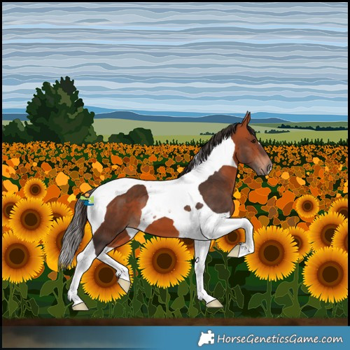 Horse Color:Bay Tobiano 