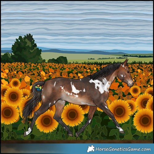 Horse Color:White Spotted Bay 