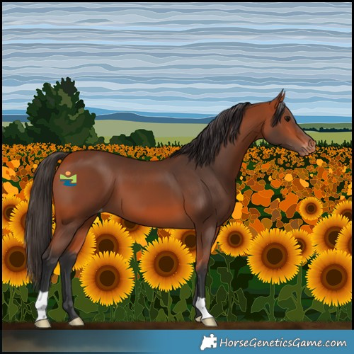 Horse Color:Bay Varnish 