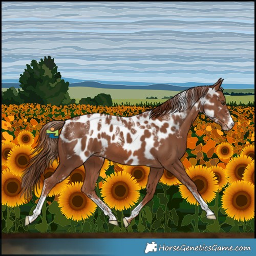 Horse Color:Powder White Chestnut Skewed LP Spotted 