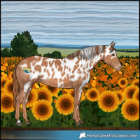 Horse Color:Chestnut Skewed LP Spotted 