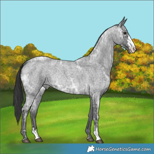 Horse Color:Blue Ice Roan Sabino