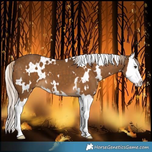 Horse Color:White Spotted Chocolate Palomino Splash 