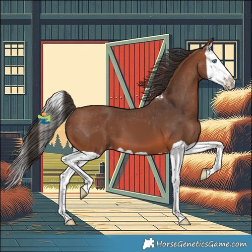 Horse Color:Bay Splash Skewed LP Spotted