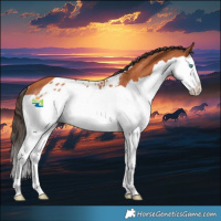 Horse Color:Bay Splash Skewed Appaloosa Rabicano