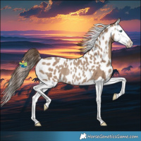 Horse Color:Classic Champagne Splash Skewed LP Spotted Rabicano