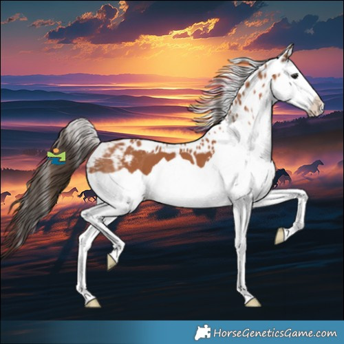 Horse Color:Bay Splash Skewed Appaloosa