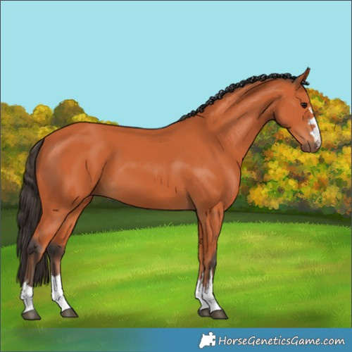 Horse Color:Bay 