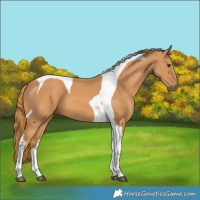 Horse Color:Chestnut Tobiano