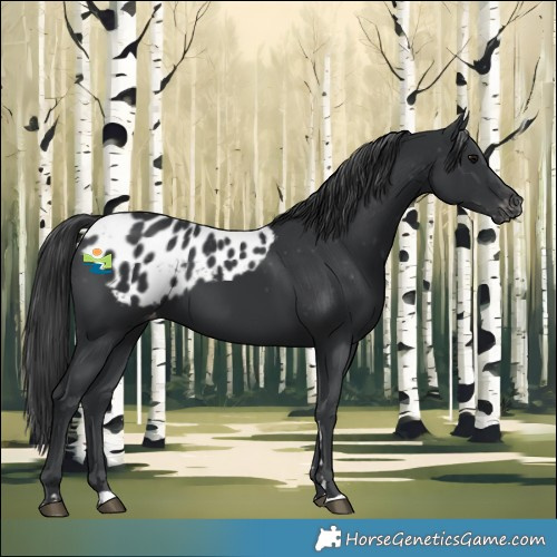 Horse Color:Black Skewed LP Spotted 