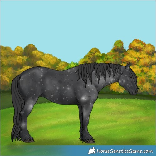 Horse Color:Black 
