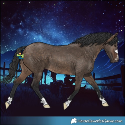 Horse Color:Bay Dun 