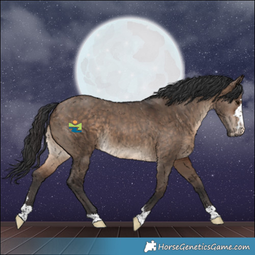 Horse Color:Brown Dun 