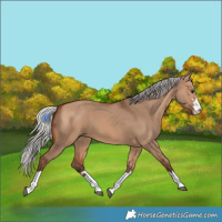 Horse Color:Silver Bay Dun