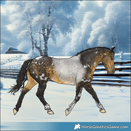 Horse Color:White Spotted Buckskin Tobiano