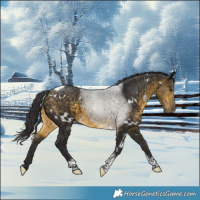 Horse Color:White Spotted Buckskin Tobiano 