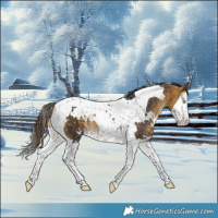 Horse Color:White Spotted Buckskin Splash Tobiano Rabicano