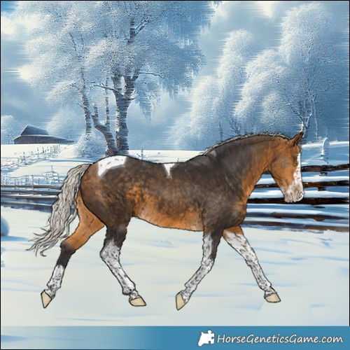 Horse Color:Silver Buckskin Splash Tobiano 