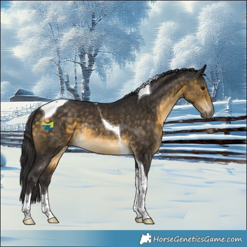Horse Color:Buckskin Tobiano Rabicano 