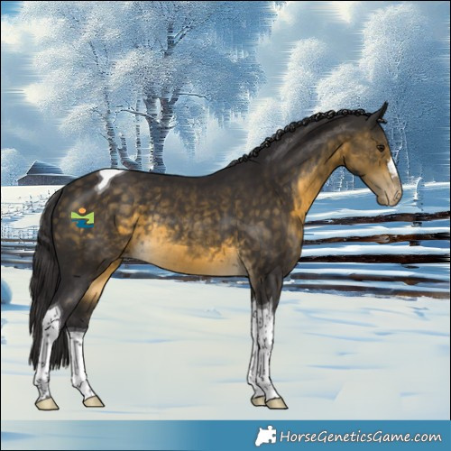 Horse Color:Buckskin Tobiano Appaloosa Rabicano 