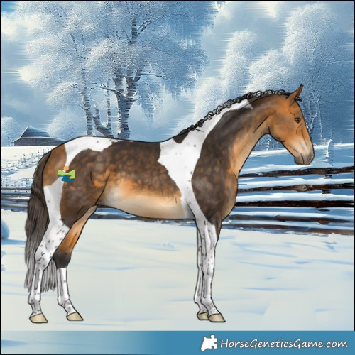 Horse Color:Buckskin Tobiano 