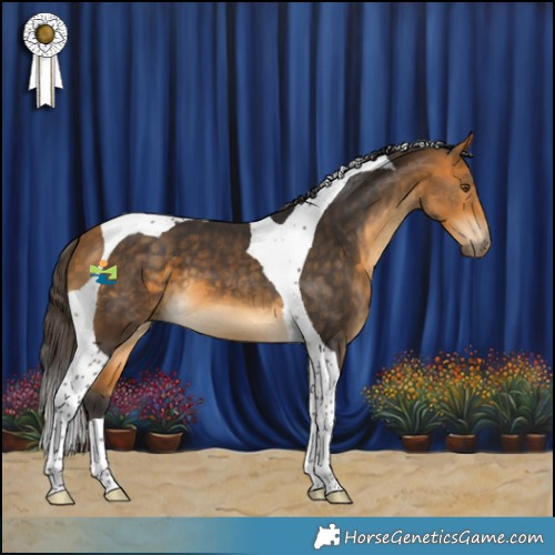 Horse Color:Buckskin Tobiano
