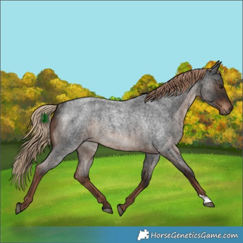 Horse Color:Liver Red Roan Rabicano 
