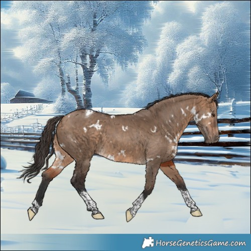 Horse Color:White Spotted Bay Dun Tobiano 