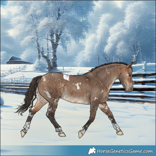 Horse Color:White Spotted Bay Dun Tobiano Rabicano 