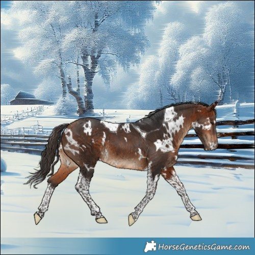 Horse Color:White Spotted Bay Tobiano