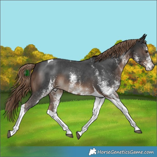 Horse Color:White Spotted Liver Chestnut Tobiano 